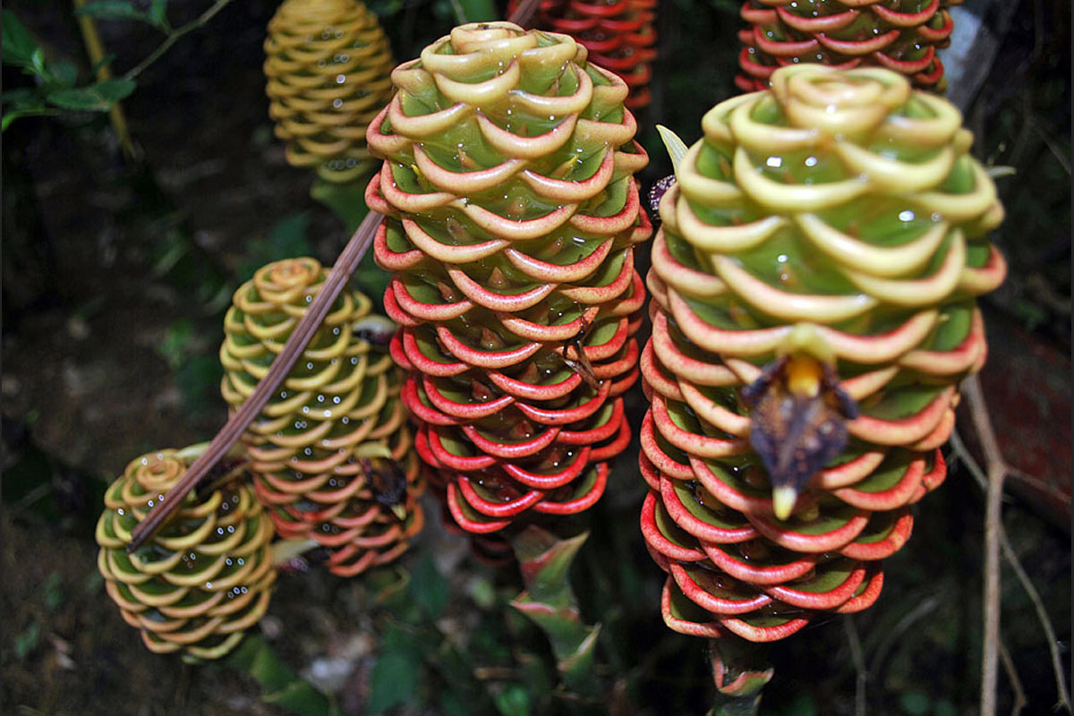 This 'flooded balconies' plant is in Puerto Narino, a village in the department of Amazonas.