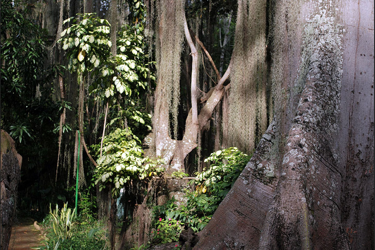 A very big tree in the Parque del Gallineral in San Gil, Santander.