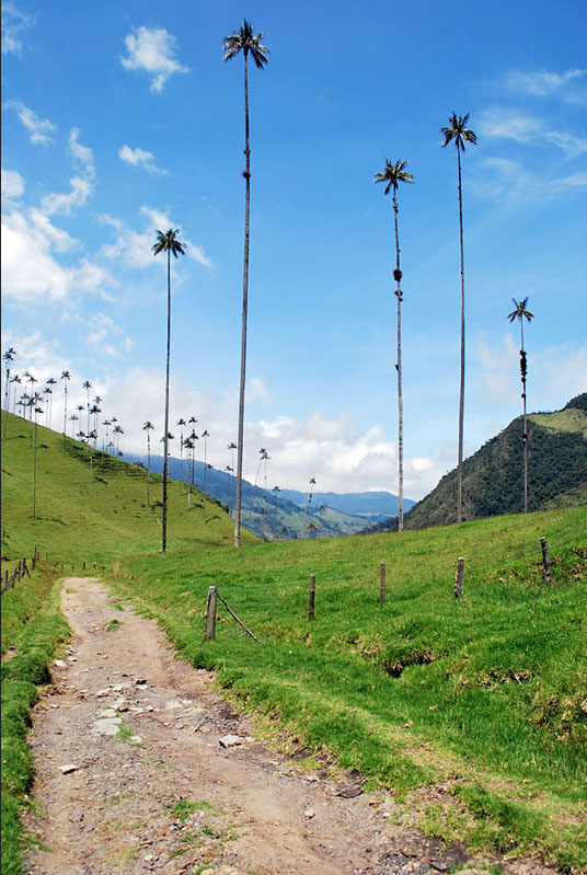 These wax palms in Salento, in the department of Caldas are the tallest in the world.