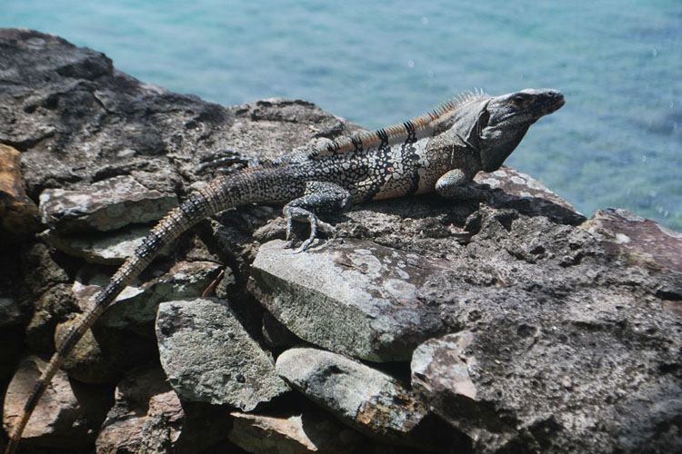 A black iguana, known as a rocco. The first English settlers were relieved to find that there were no dangerous beasts or venomous serpents on Providence.