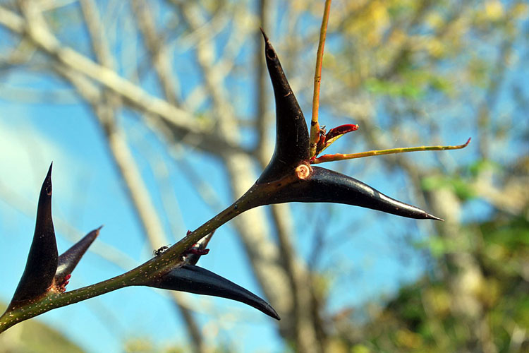 The cockspur bush is home to the associate ant, with which it has a symbiotic relationship. Inside each of the bush's thorns is a tiny sac of protein for the ants. In return for this sustenance, the ants will attack anything that comes near the bush. As any islander will tell you, associate ants have a very nasty bite.
